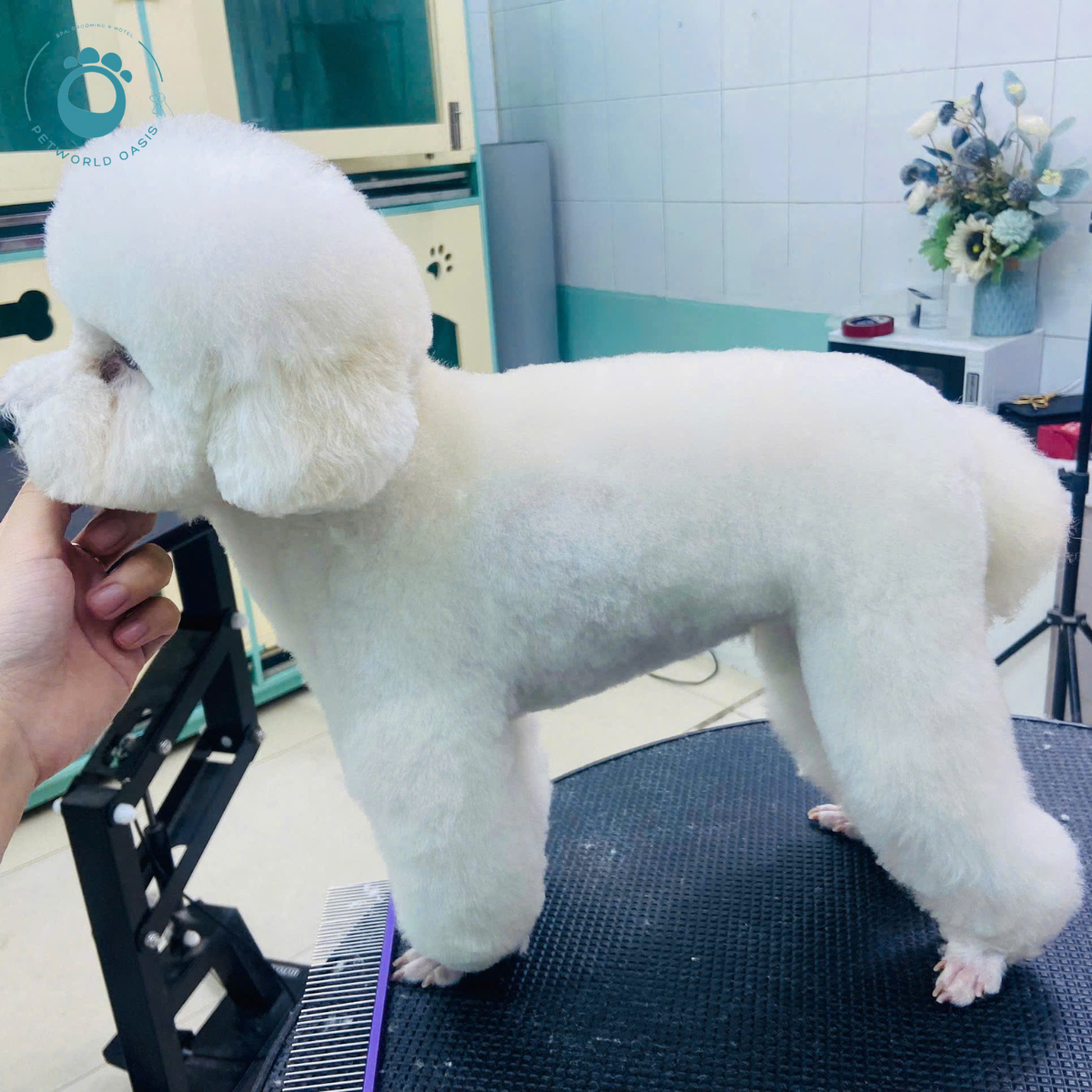 Thú Cưng Ngoan Hơn Khi Spa