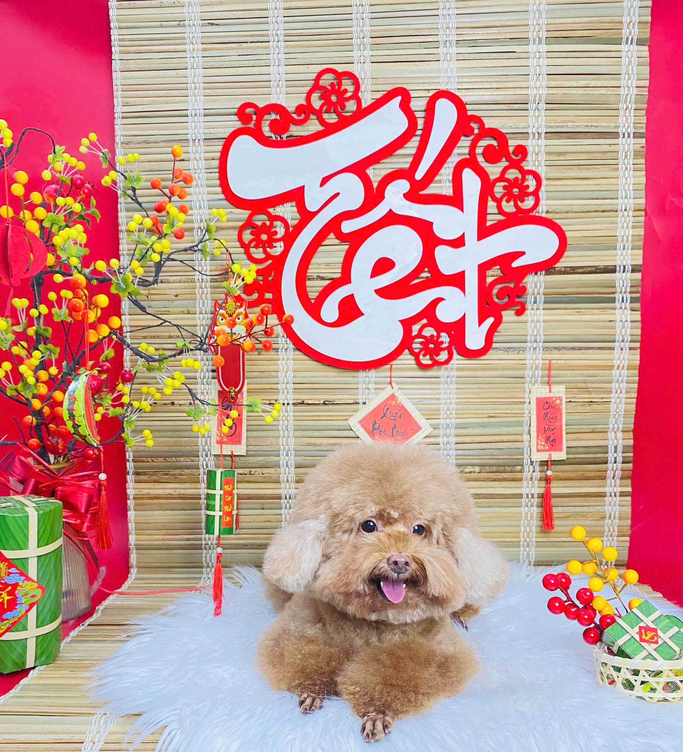 Quy Trình Grooming Cho Chó Mèo