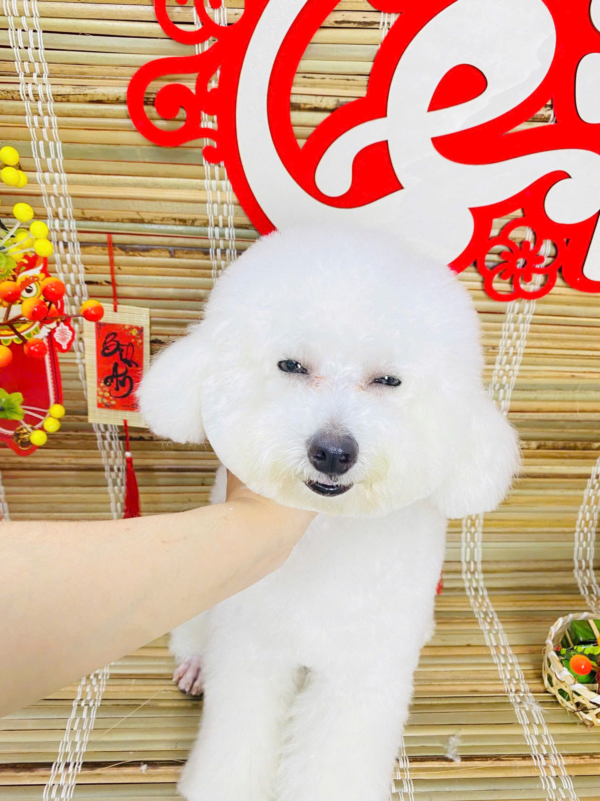Gửi Thú Cưng Dài Ngày