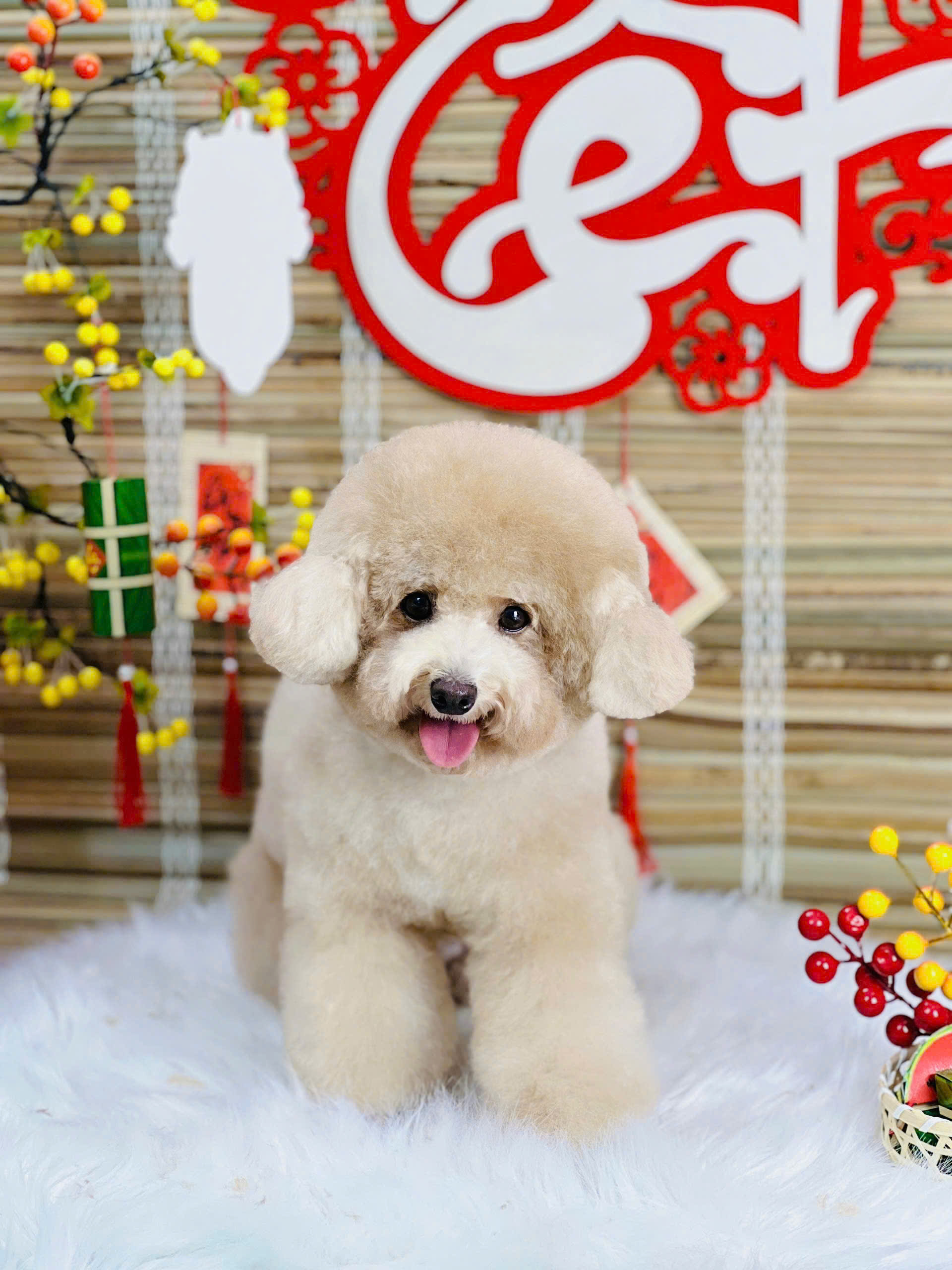 Thời Gian Nên Gửi Thú Cưng