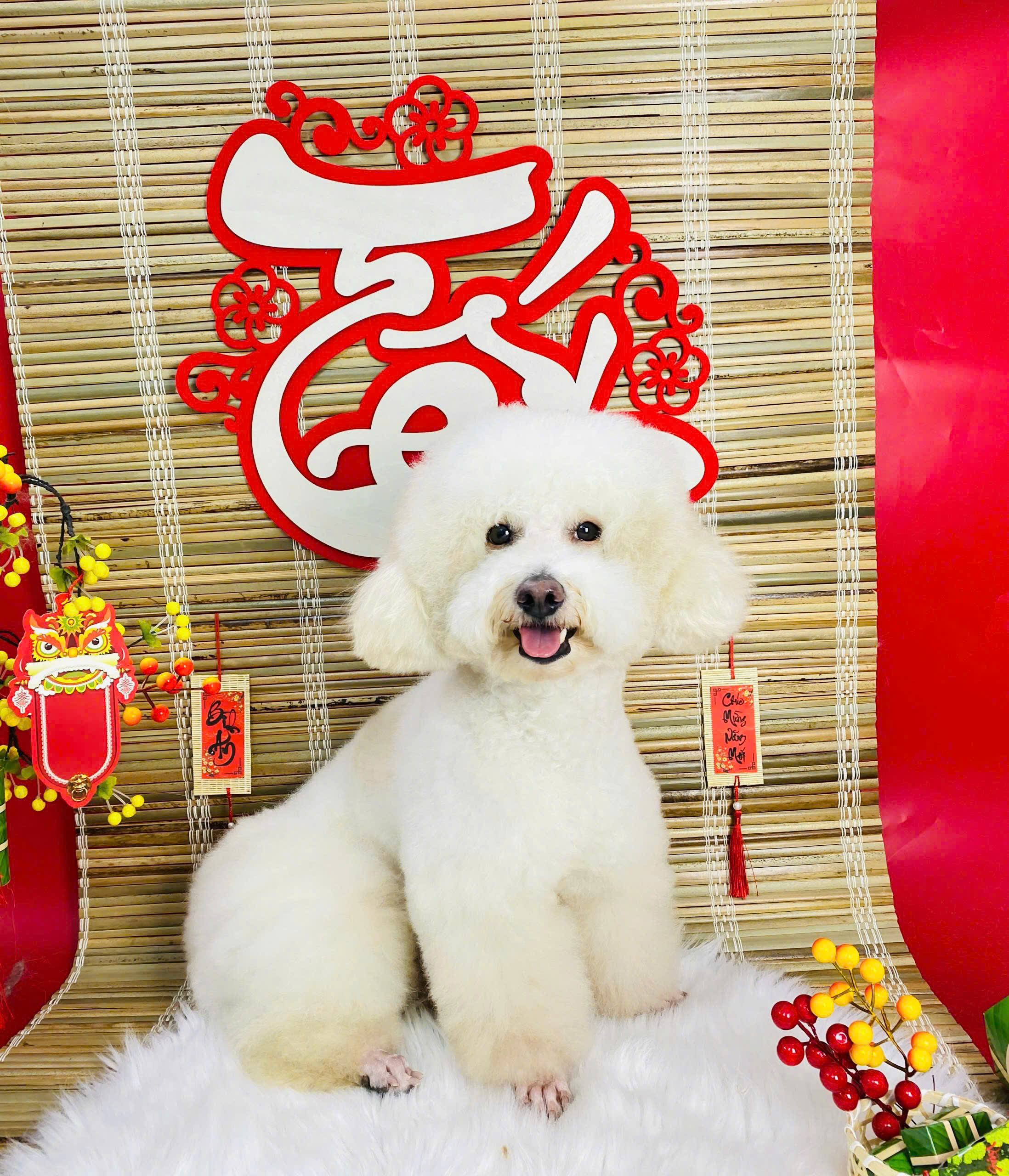 Grooming Thú Cưng Trước Tết