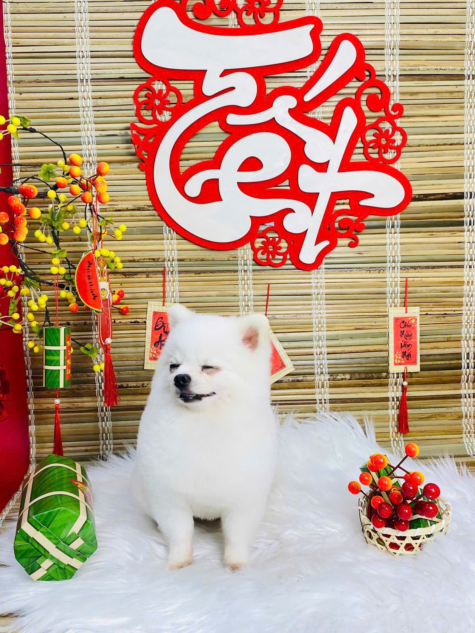 Gửi Thú Cưng Dài Ngày