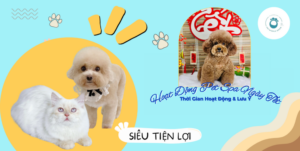 Hoạt Động Pet Spa Ngày Tết