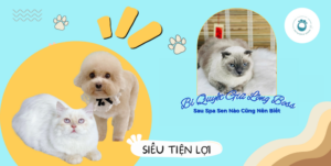 Bí Quyết Giữ Lông Boss